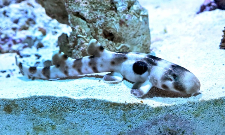 Tiburón hembra da a luz a pesar de no ver a un macho en 4 años