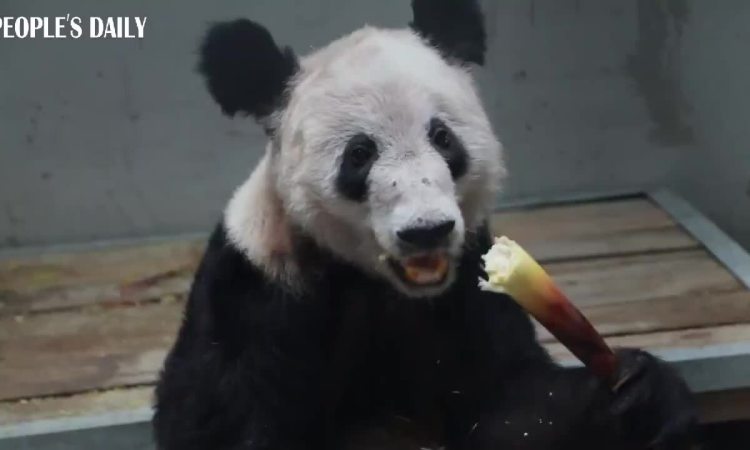 Chinesen freuen sich, Panda Ya Ya in ihrer Heimatstadt zu sehen