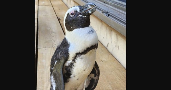 Penguins found 30km from 'escape' site