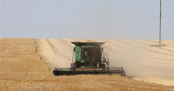 El rendimiento de los cereales podría caer hasta un 20% debido al clima seco