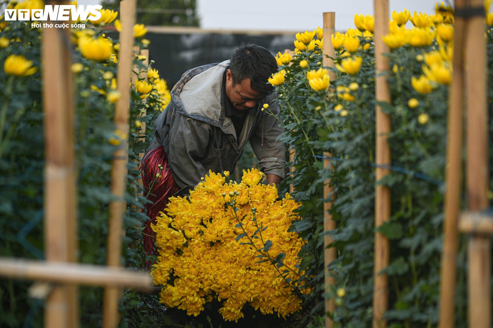 Lighting the lamp all night, forcing flowers to 'stay awake' to welcome Tet - 11