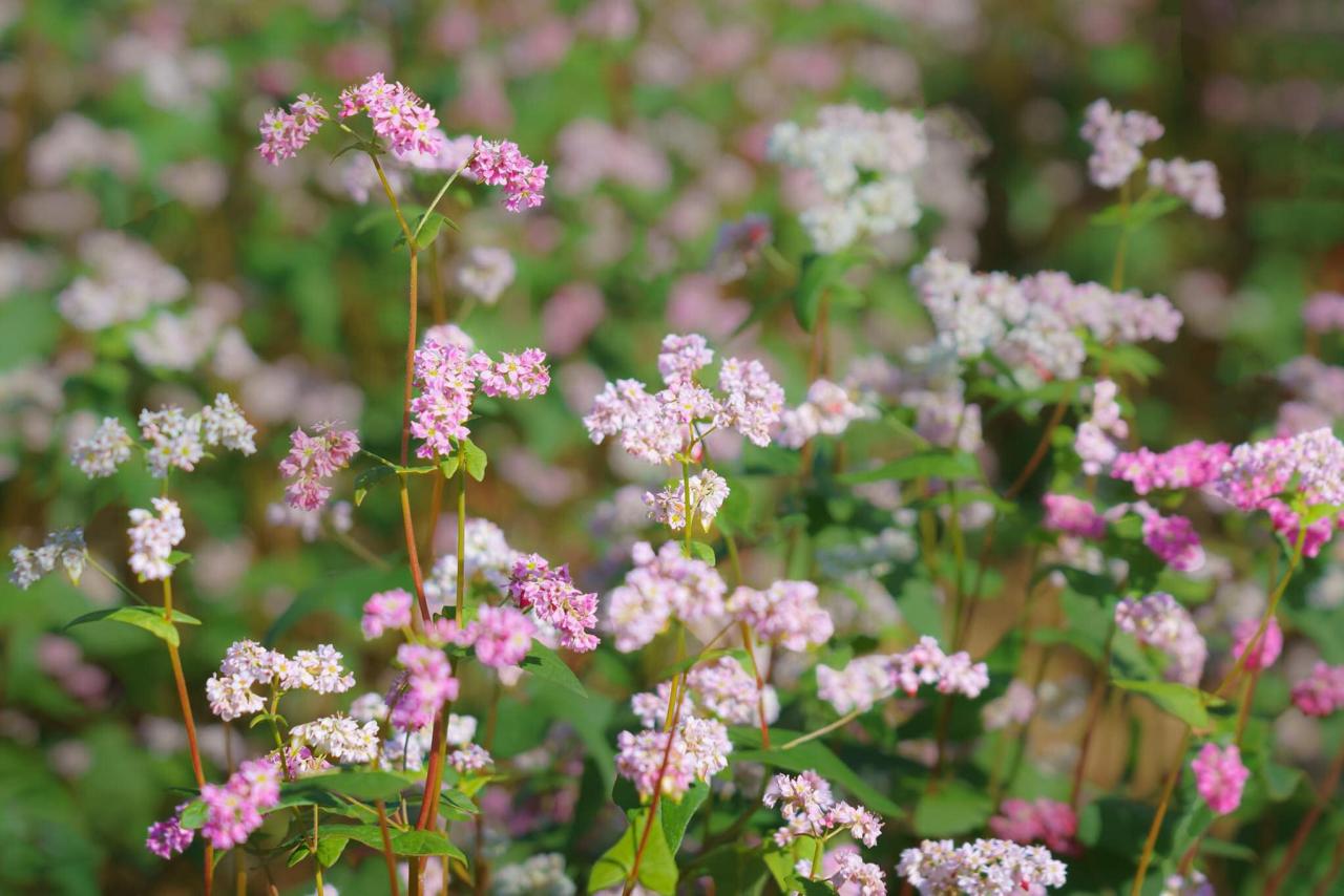 Le sarrasin est une fleur fragile mais extrêmement durable. Cette fleur résiste au froid et fleurit avec éclat sur les sols arides et les rochers du plateau. À Ha Giang, le sarrasin est cultivé pour l'alimentation, pour faire des gâteaux de sarrasin ou d'autres plats locaux.