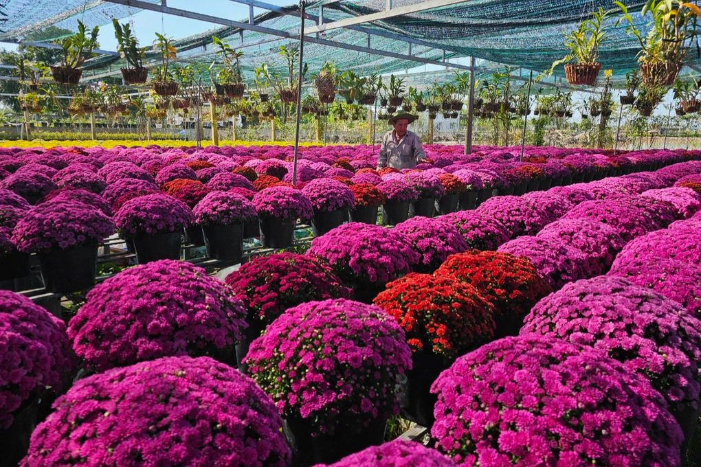 Cúc mâm xôi cháy hàng, nông dân lãi 800 triệu đồng - 1