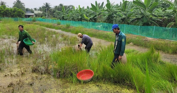 Cá lia thia và món mắm trứ danh miền Tây