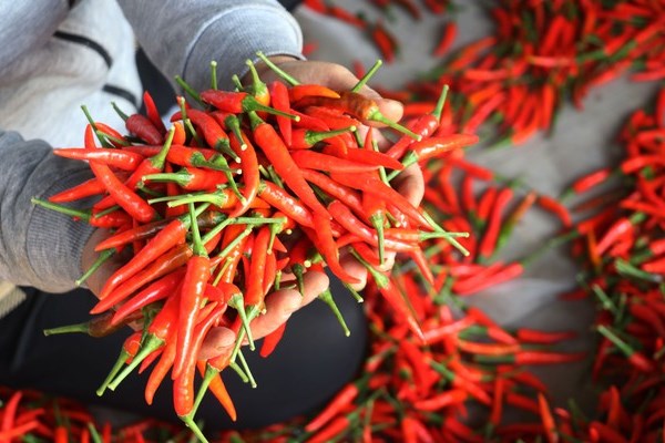 Chili exports in 2023 will earn 20 million USD, an increase of 107%