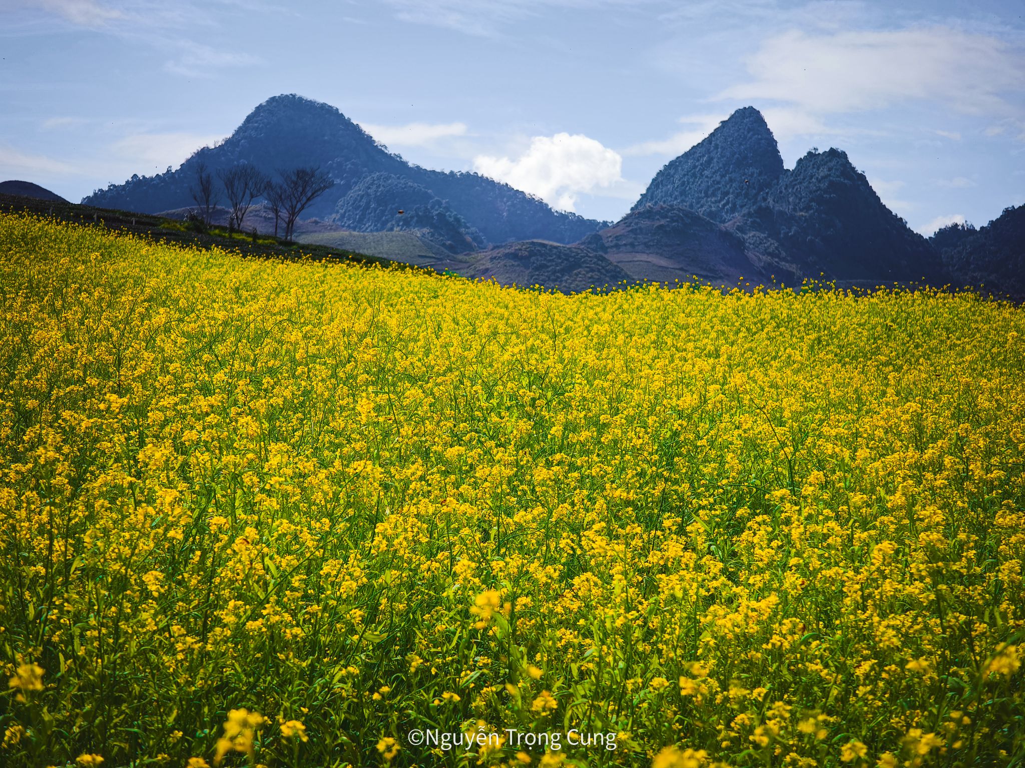 ផ្កា Canola ពណ៌លឿងរីកនៅលើខ្ពង់រាប Moc Chau