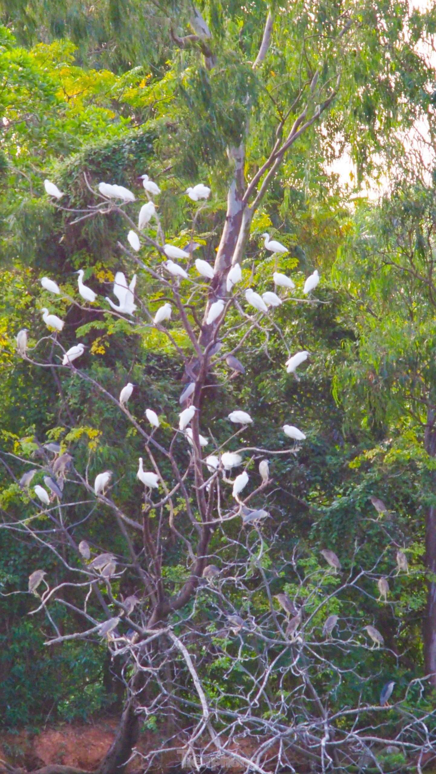 วิทยาเขตที่เป็นเอกลักษณ์ของมหาวิทยาลัยเกษตรศาสตร์และป่าไม้ Bac Giang ภาพที่ 7