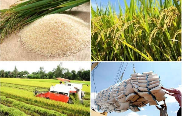 Les prix du riz sont restés calmes et stables au cours de la dernière séance de la semaine.