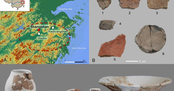 Le plus vieux vin du monde découvert en Chine