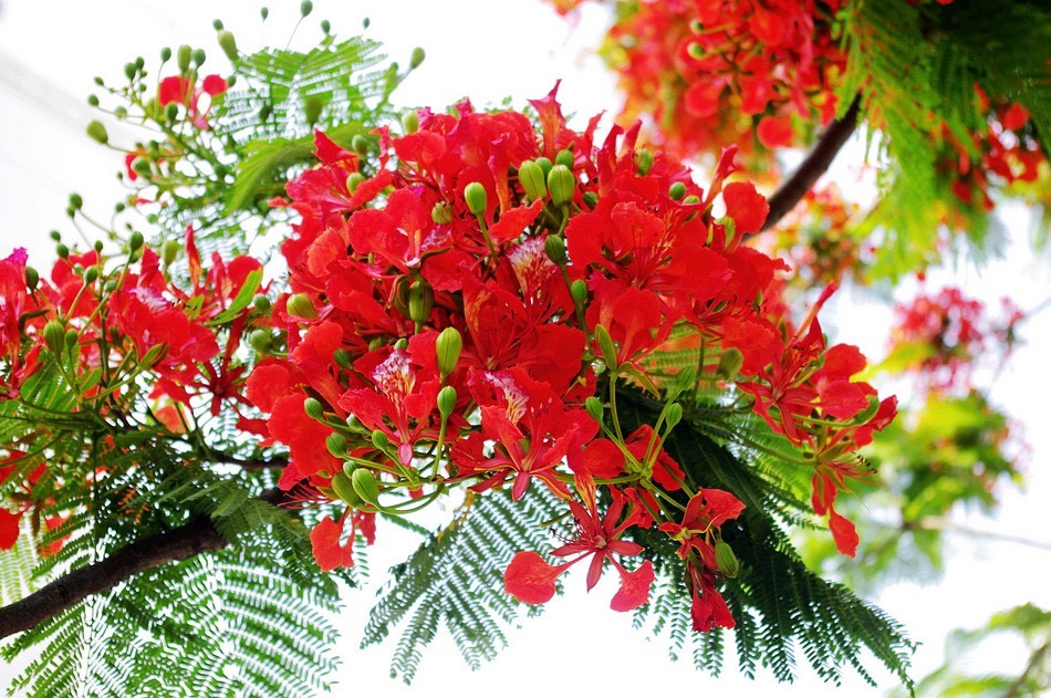 Les fleurs de phénix rouges « illuminent » les rues de Hanoï, photo 6