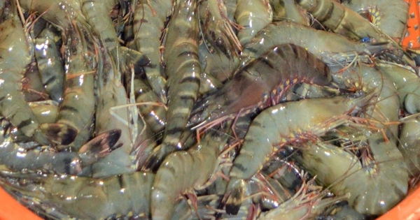 Los turistas vienen a Ca Mau para ver el concurso de comer camarones y pescar pulpos vivos con la mano.