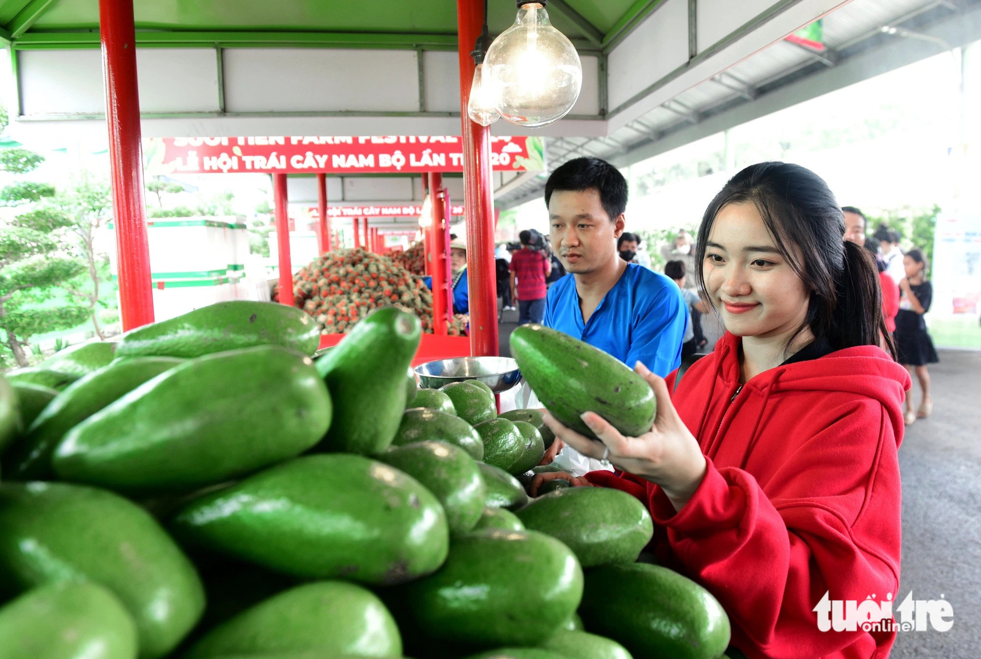 Bạn Nguyệt Tâm chọn những trái bơ sáp Đắk Lắk để làm quà 