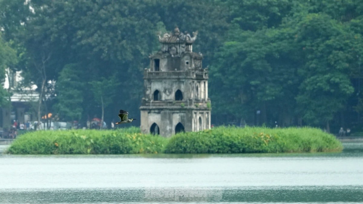 Les touristes apprécient de voir des volées d'oiseaux nicher naturellement au lac Hoan Kiem, photo 13