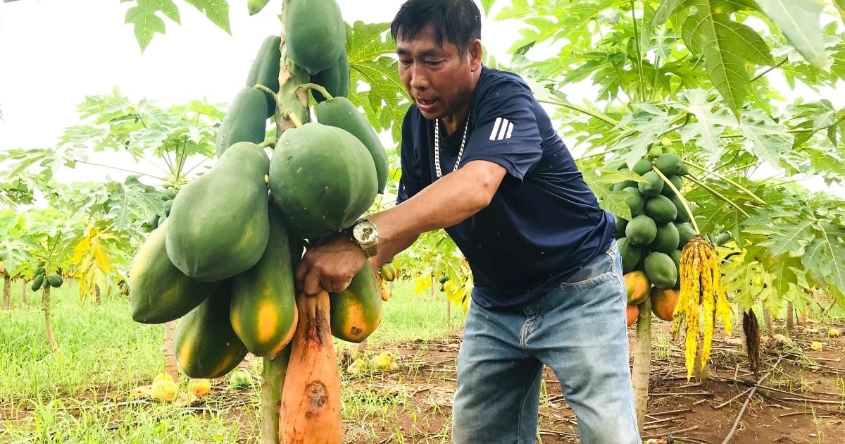 Thương lái lũ lượt đến gom mua đu đủ bị "bỏ bom" với giá cao