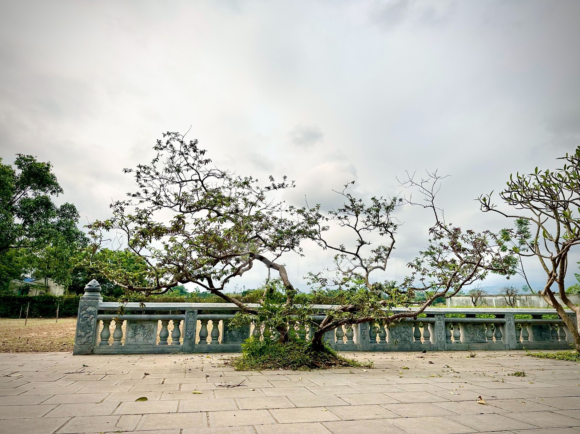 El árbol de guayaba 'sonriente' despierta curiosidad en Yen Bai foto 1