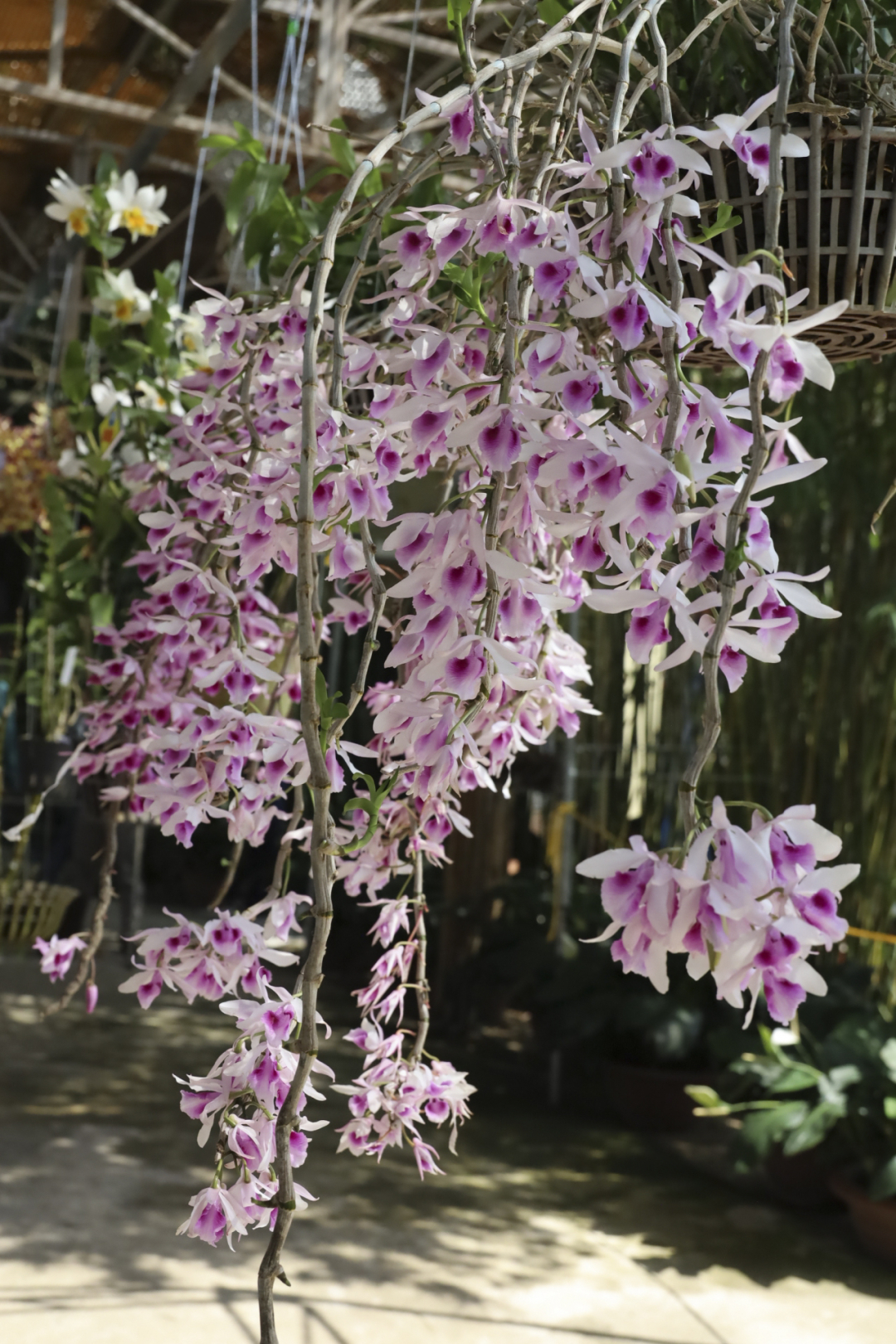 Les branches d'orchidées sauvages pendent magnifiquement.