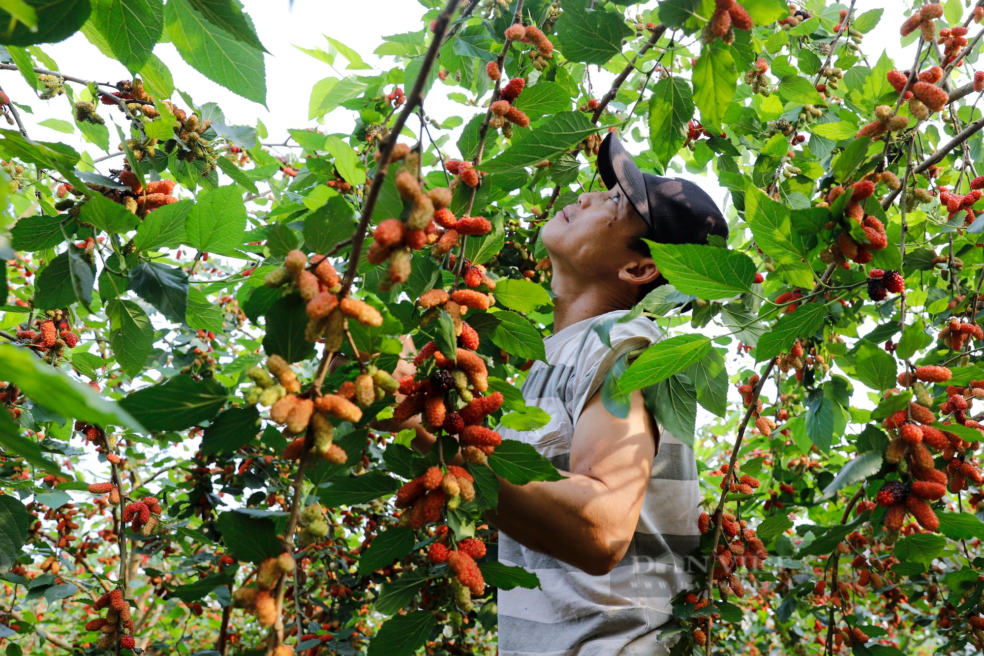 Dâu tằm chín trĩu cành, nông dân ngoại thành Hà Nội hối hả thu hoạch xuyên trưa để kịp giao cho thương lái- Ảnh 5.