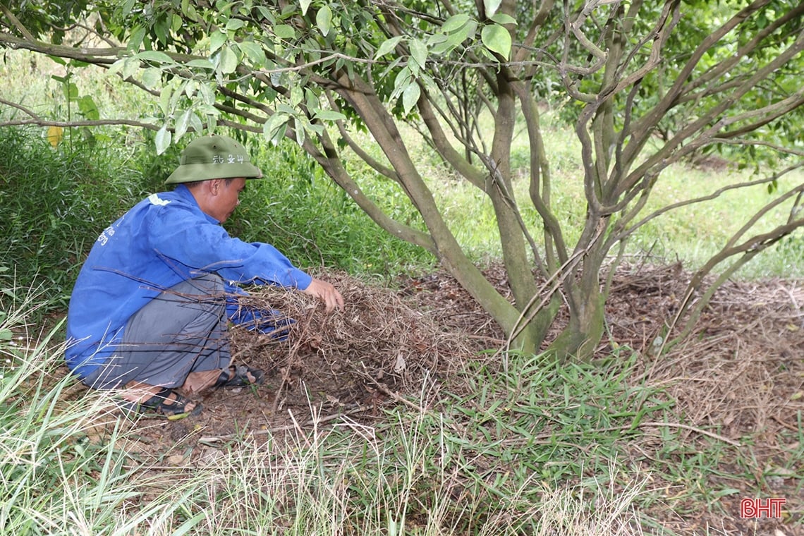 Farmer Vu Quang digs pond to store water to prevent drought for oranges