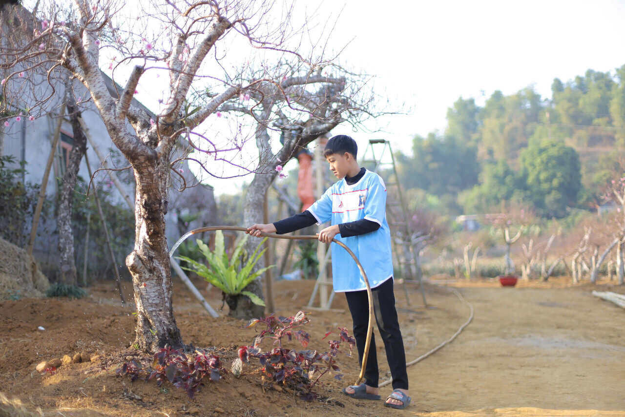 Việc cung cấp đủ nước cho cây đào cũng rất quan trọng khi nhiệt độ đang giảm trong những ngày gần đây. Ảnh: Đặng Tình