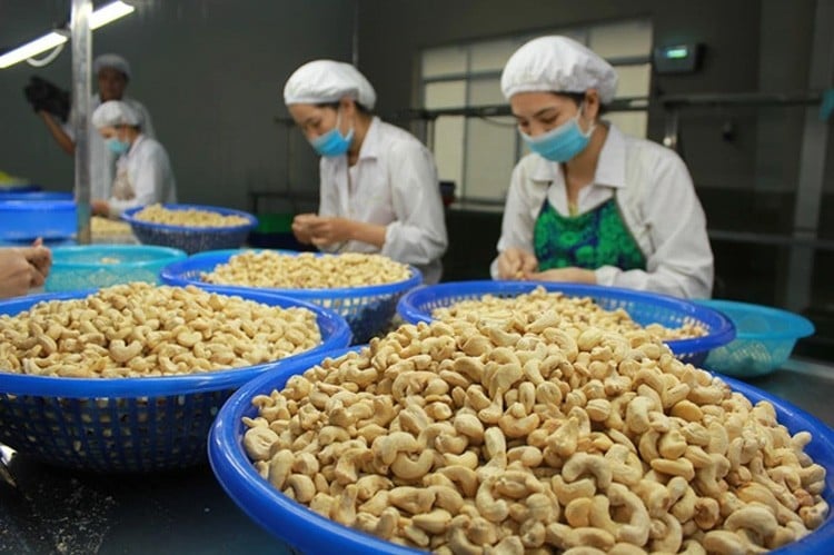 Die USA sind nach wie vor Vietnams größter Cashew-Exportmarkt.