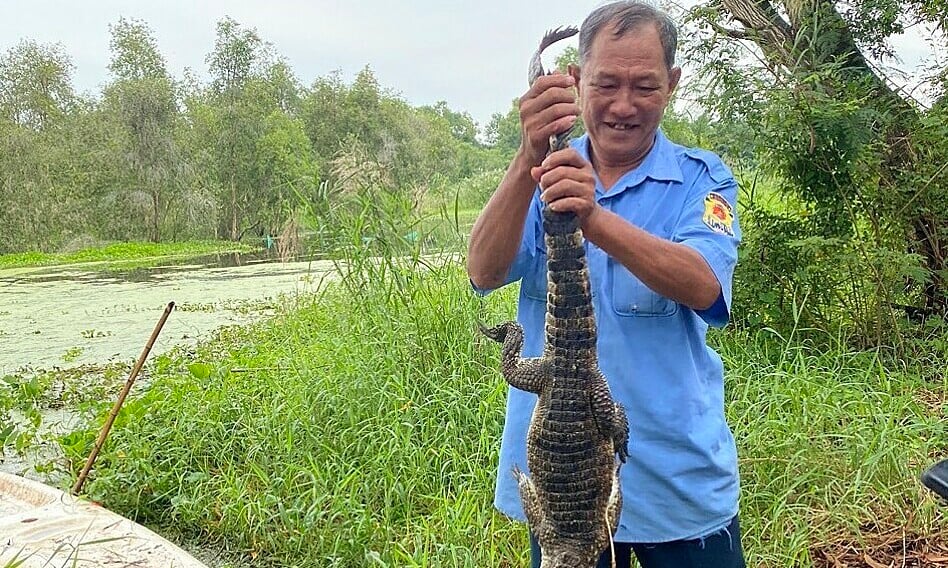 All 8 escaped crocodiles in Kien Giang have been captured.