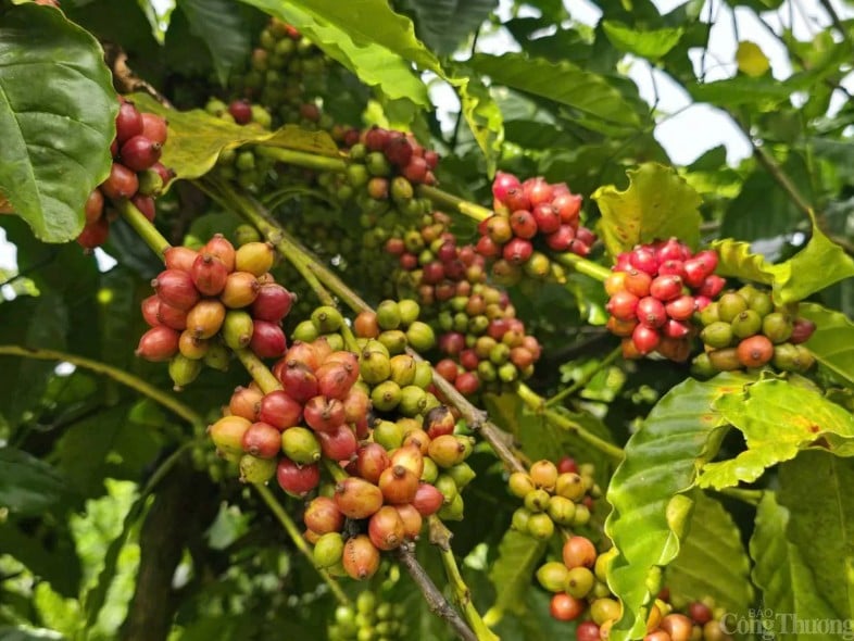 Giá cà phê Arabica chạm mức cao nhất khi tiến sát mốc 7.400 USD/tấn