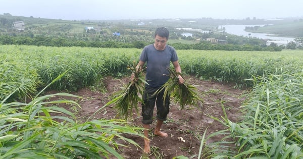 Kẻ gian manh động nhổ trộm hơn 1 tấn gừng, một nông dân Lâm Đồng thiệt hại gần 20 triệu đồng