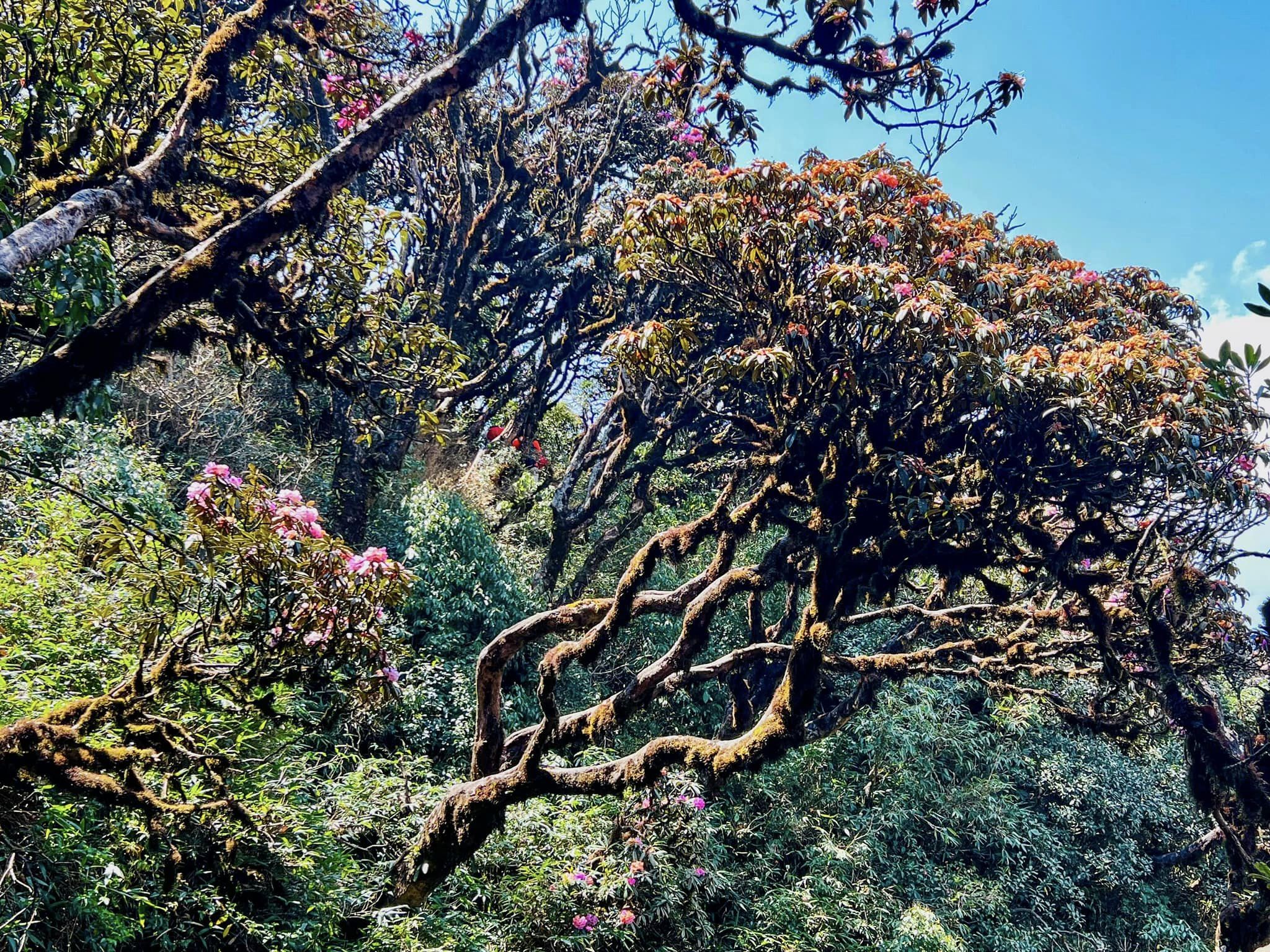 Le voyage à la chasse aux fleurs de rhododendrons emmène également les visiteurs dans l'une des rares forêts primitives du Vietnam, où, en plus de la couleur des fleurs, il y a aussi la couleur vert foncé de l'herbe et des arbres. À Putaleng, l’eau de source est claire, le climat est frais et la nature reste intacte et pure.