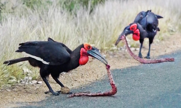 Pair of venomous snakes pecked to death by hornbill