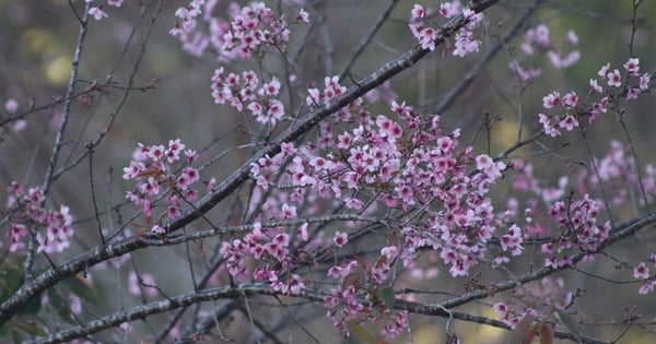 Los turistas de Dalat esperan con ansias la floración de los cerezos