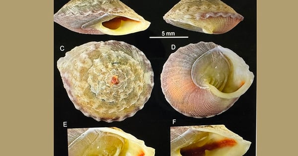 ソンドン洞窟内でこれまで見たことのない謎のカタツムリを発見