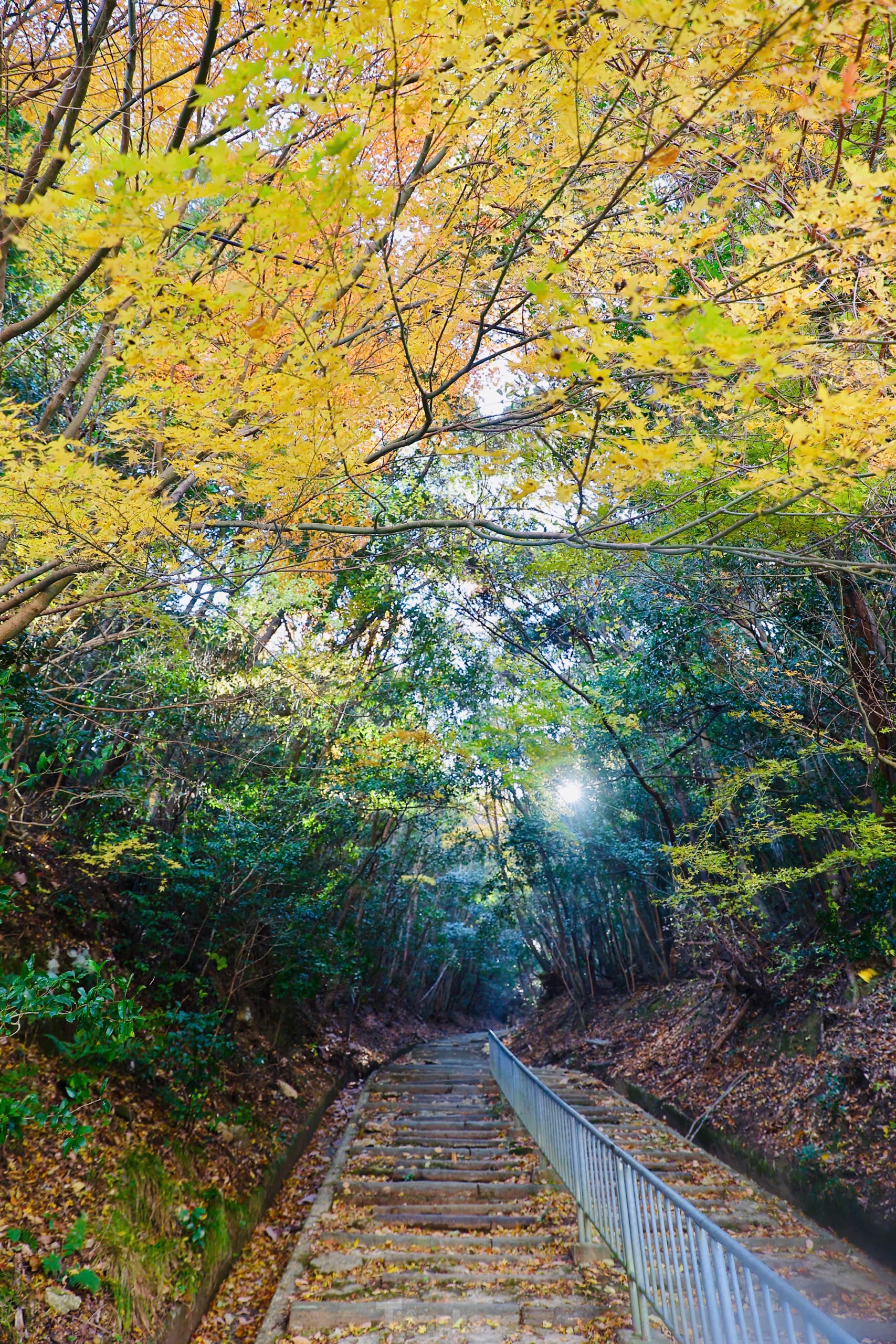 Fasziniert von der Herbstlandschaft mit roten und gelben Blättern in Japan Foto 18