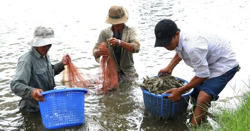 Giá tôm tăng vẫn chưa hấp dẫn người nuôi