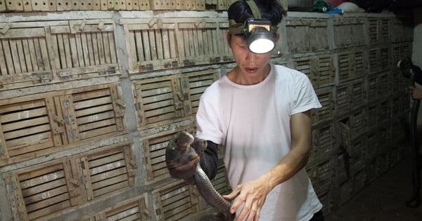 Cobra, a large wild animal, the whole village of Vinh Phuc successfully raised it, and it can't stop its eggs from laying.