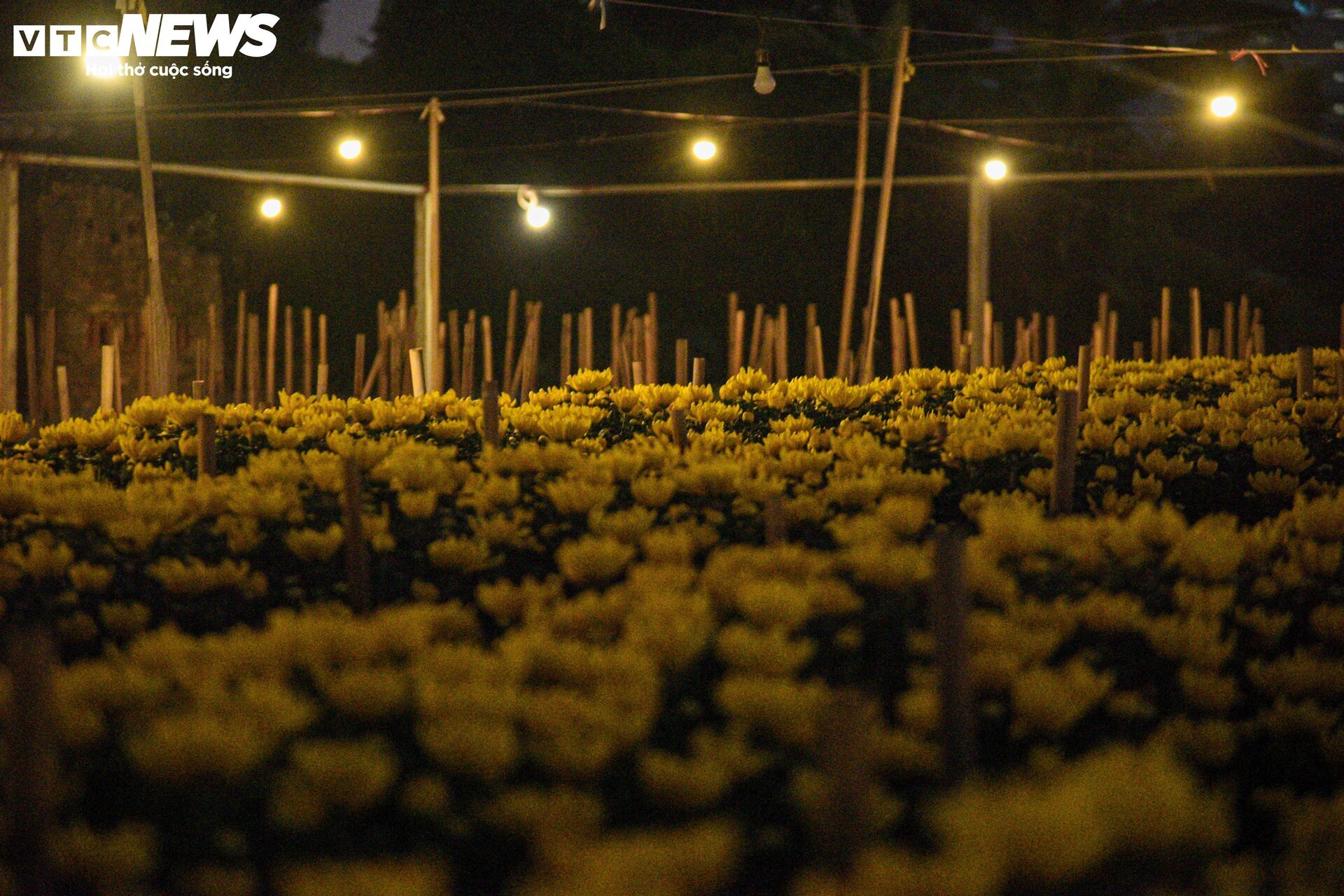 Lighting the lamp all night, forcing flowers to 'stay awake' to welcome Tet - 8