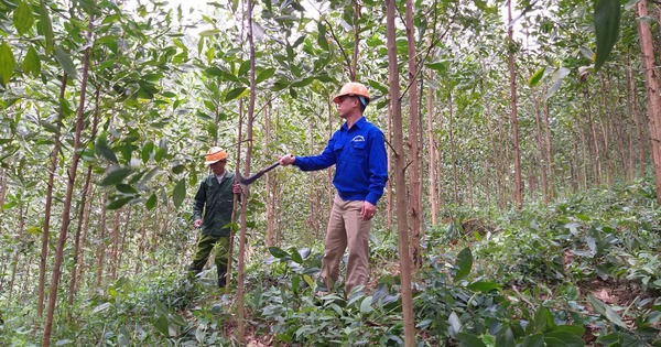 Mỗi năm trồng hàng trăm nghìn ha rừng, hết 'đói' nguyên liệu gỗ