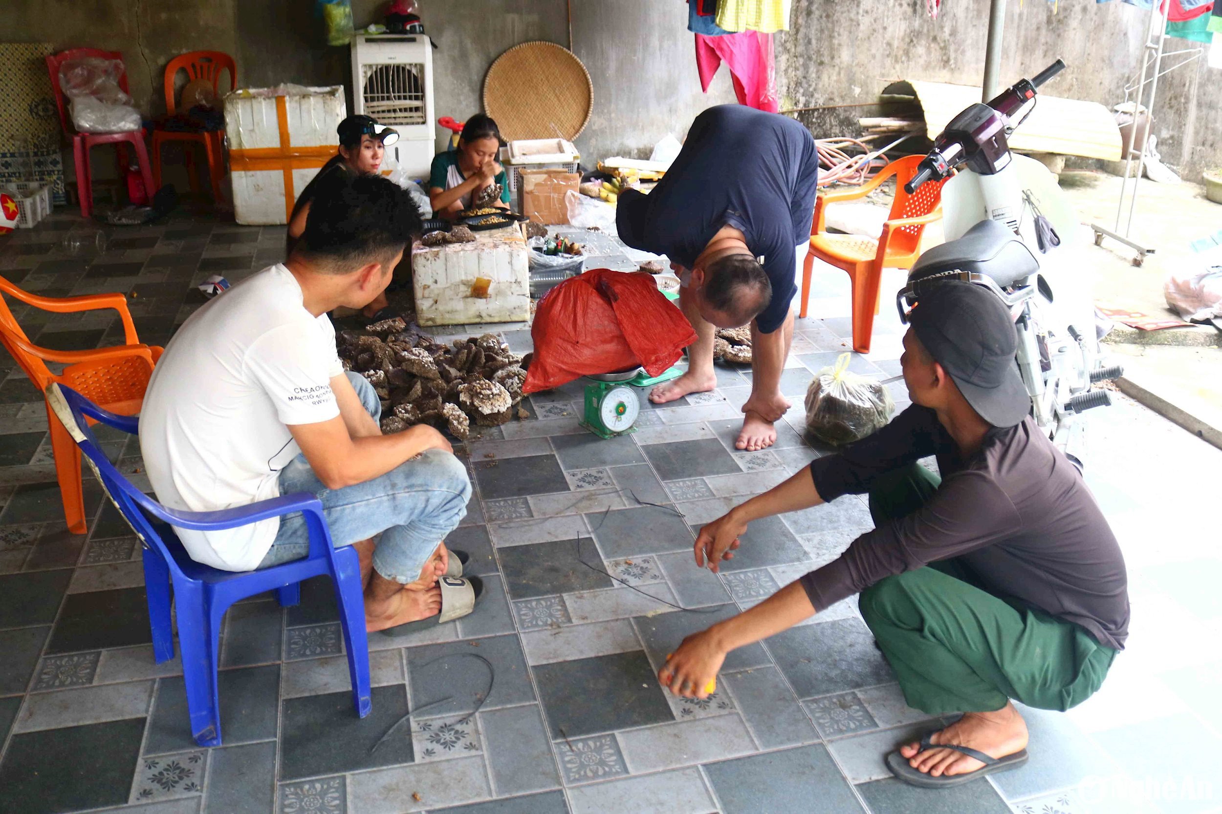 Người dân Nghệ An đổ xô vào rừng săn tổ ong, vài ngày lại có thương lái Trung Quốc đến mua, trả giá tiền triệu- Ảnh 3.