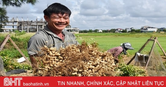 Niềm vui nhân đôi trong mùa thu hoạch lạc ở Lộc Hà