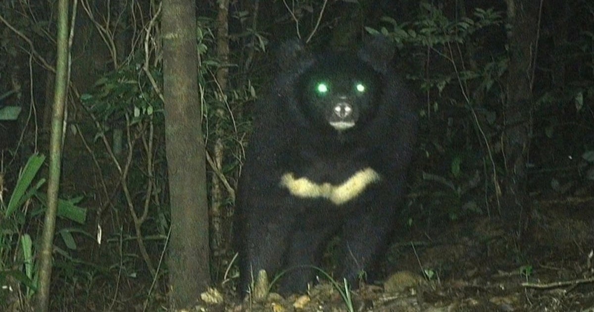 Seltener 150 kg schwerer Asiatischer Schwarzbär entdeckt