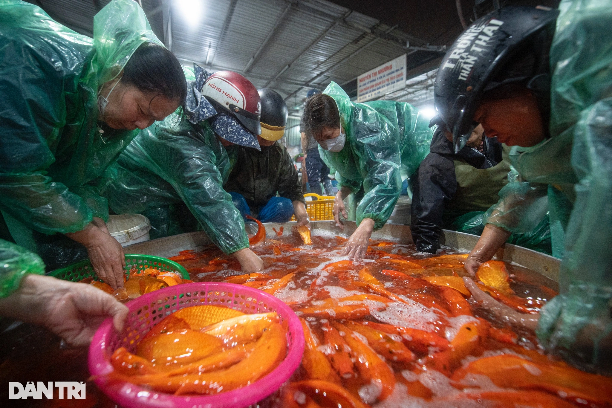 ハノイ最大の魚市場は賑わっているが、商人たちは依然としてアカギの価格下落を懸念している。