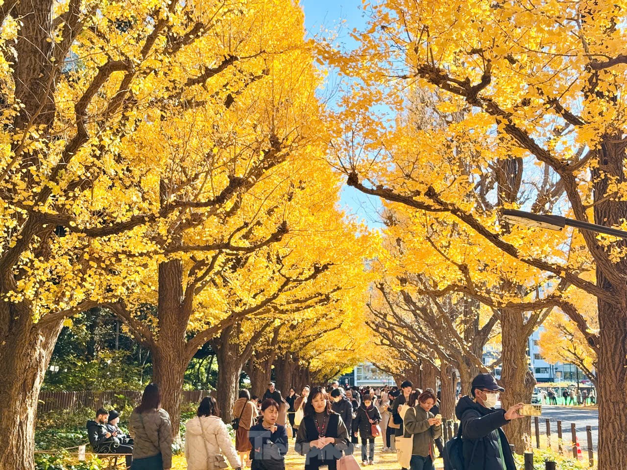 Fasziniert von der Herbstlandschaft mit roten und gelben Blättern in Japan Foto 34