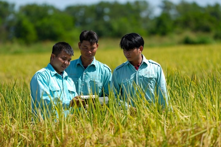 Not only rice, the farm can now grow many fruit trees such as jackfruit, papaya, mango... besides hundreds of hectares of grass and corn fields providing food for cows. 