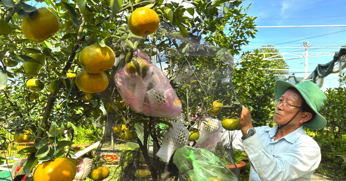 Rosa Grapefruits von Lai Vung in Bonsai-Töpfen nach Hanoi