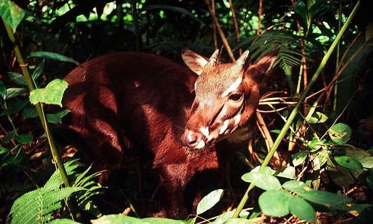 Esfuerzos para conservar las especies de saola en Quang Nam