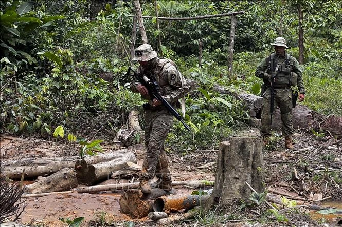 Brazil củng cố cam kết xóa bỏ nạn phá rừng