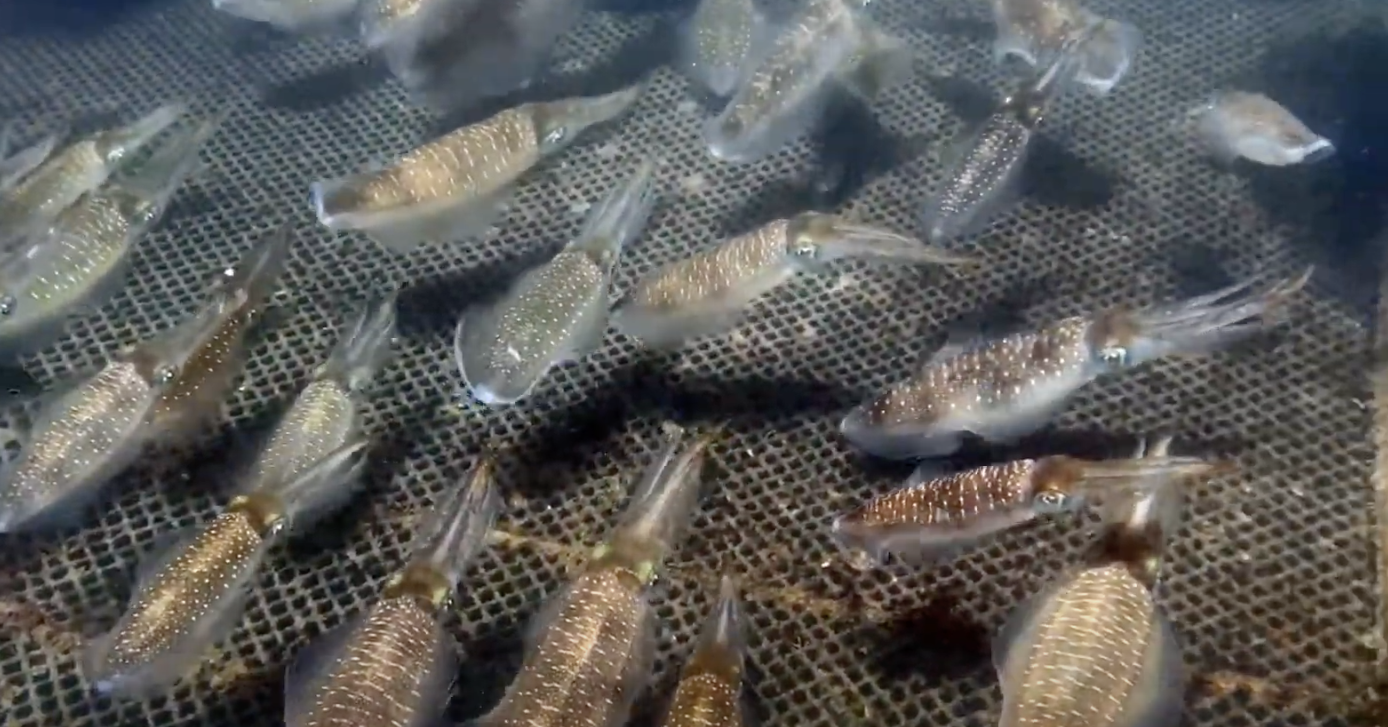 Au milieu de l'océan, les pêcheurs élèvent avec succès des calmars commerciaux