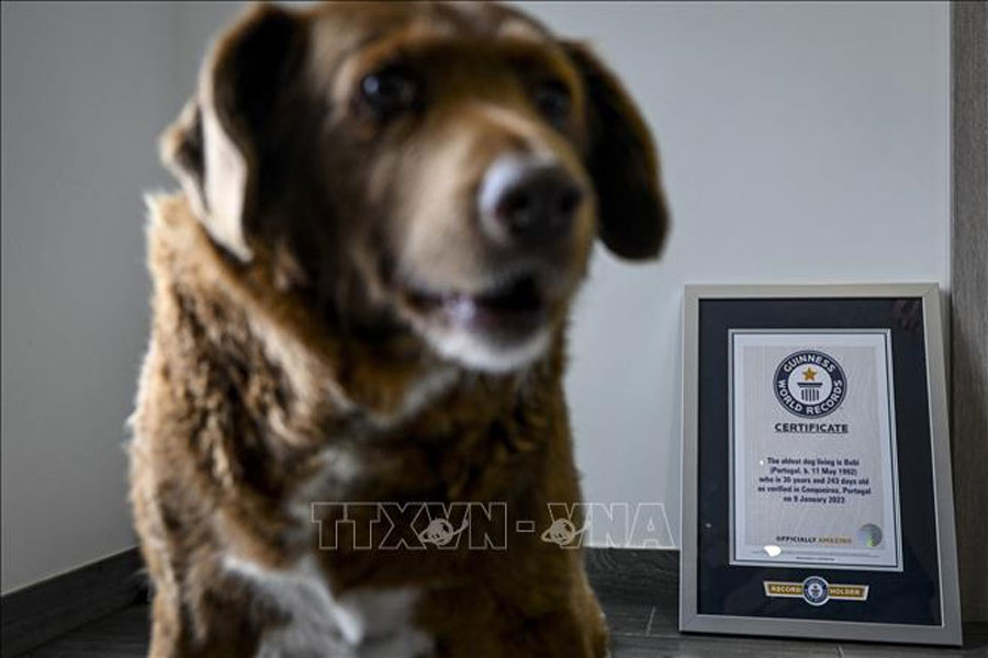 Ältester Hund der Welt feiert 31. Geburtstag