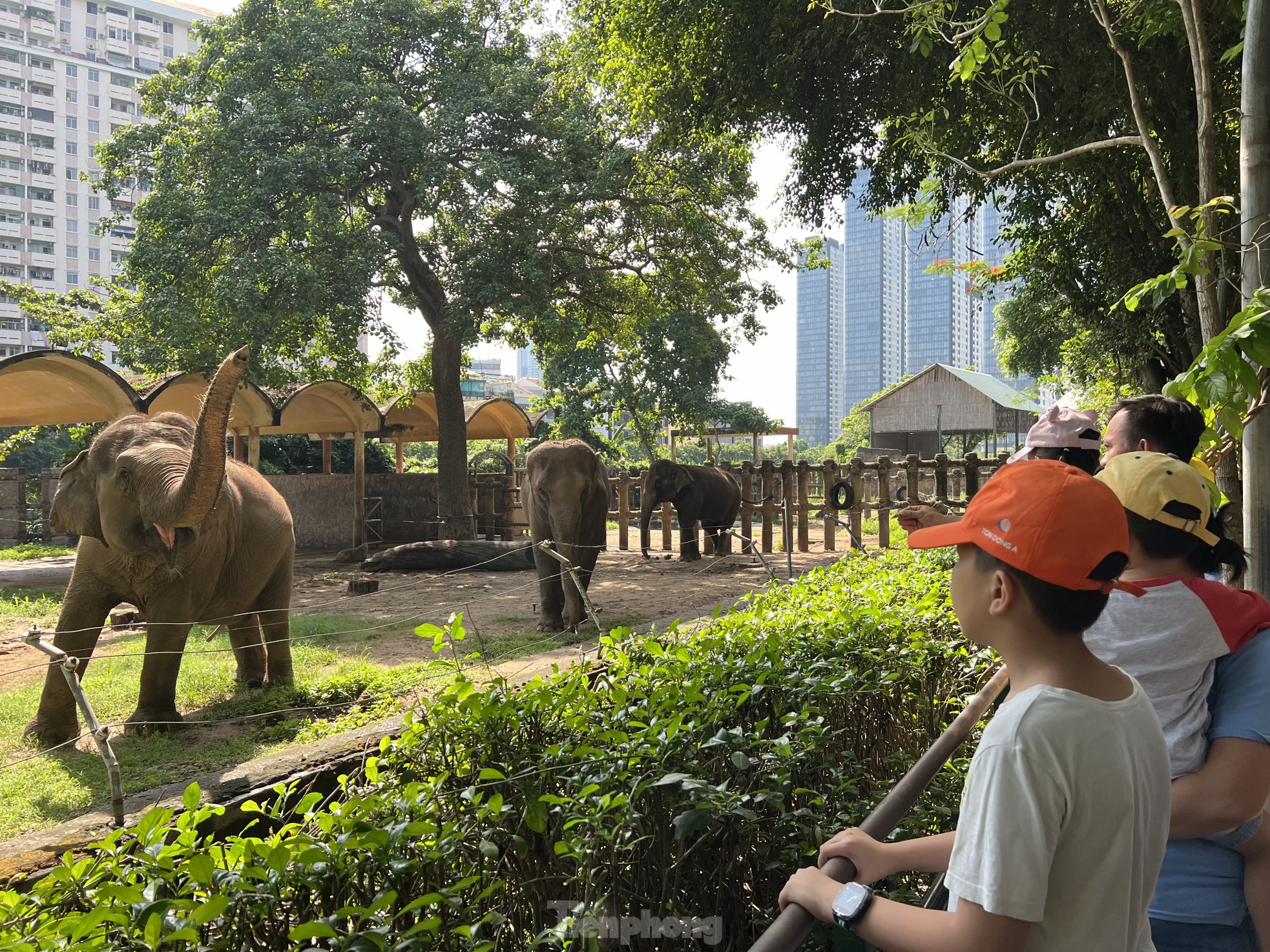 Visiting the Zoo, tourists were surprised to see hippos... brushing their teeth photo 11