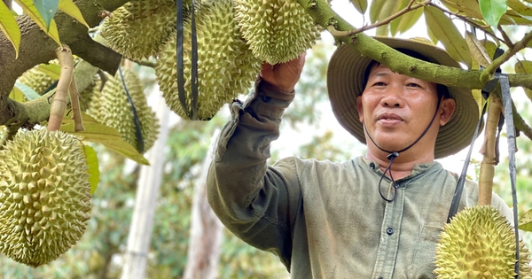 Giá sầu riêng ở Gia Lai tăng cao, nông dân chia sẻ kinh nghiệm ký hợp đồng để đảm bảo lợi ích của mình