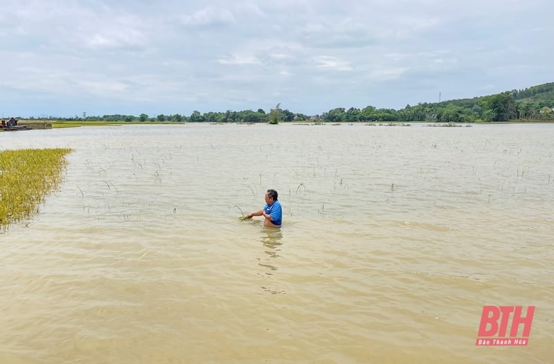 Des dizaines d'hectares de rizières de printemps risquent d'être perdus à cause de profondes inondations